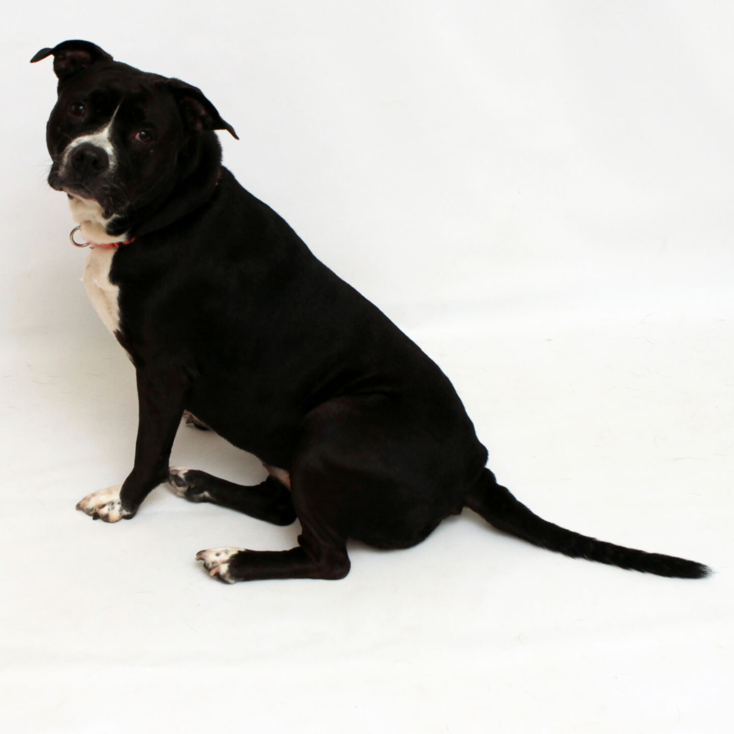 Martin County Pet of the Week - Week of Sept. 10, 2021